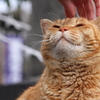 ごきげんやぁ