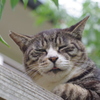 ヨキニハカラエ・・って眠いニャ