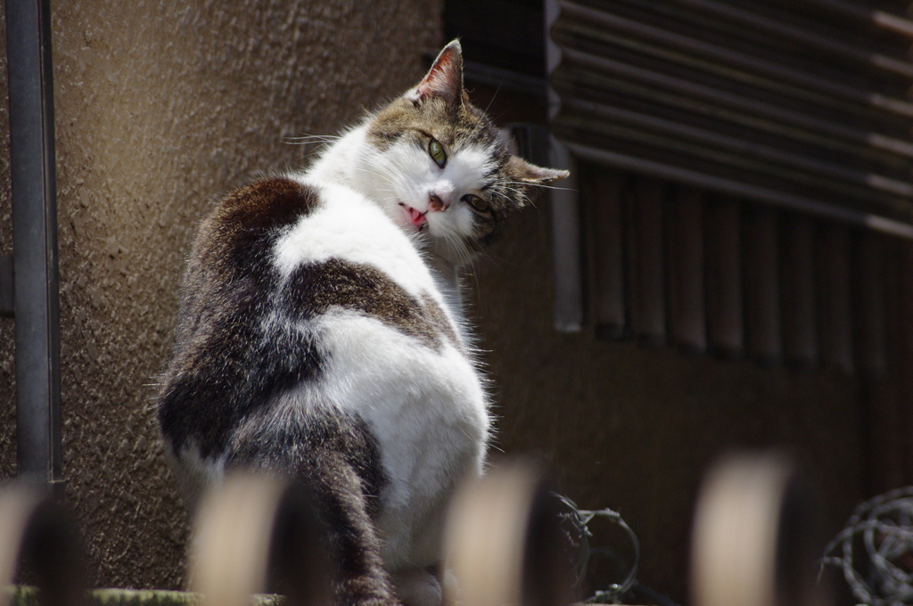 ちょっと・・振り向いた・・♪