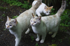 ある日の残像