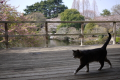 CatはWalk