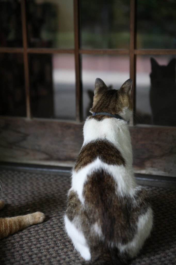 まだでっせ