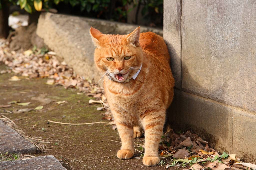 わしゃあ元気じゃ！