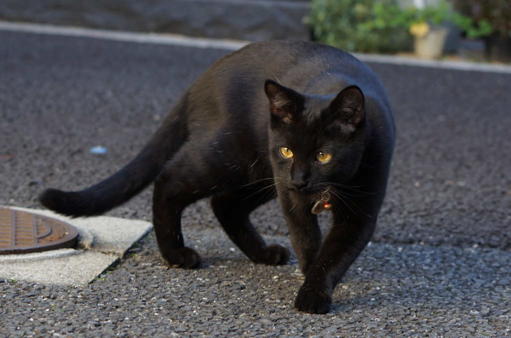 のそり