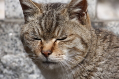 只今念じておりまする・・