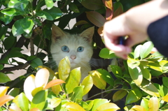 えーい、集中だ！