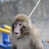 オイラ、猿