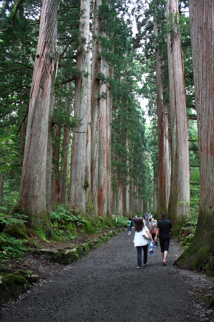 戸隠神社参道の巨大杉群