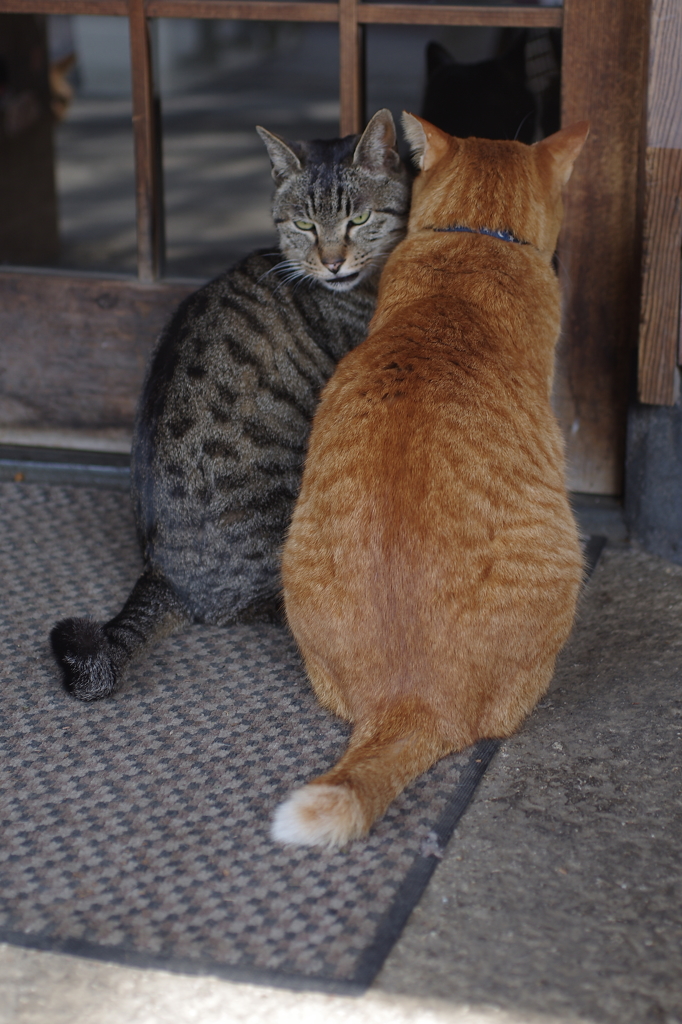 押すでない・・