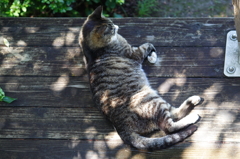 A cat on deck