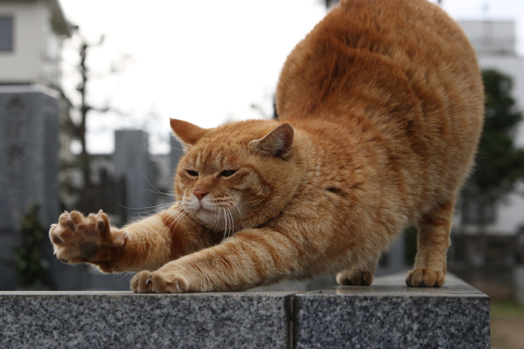 これが「伸び」と言うものか・・