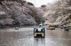 井の頭公園桜満開