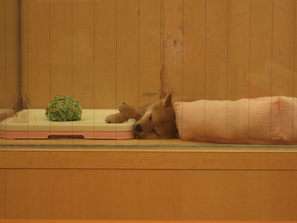 寝てるわんこ
