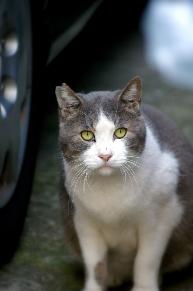 四谷の猫