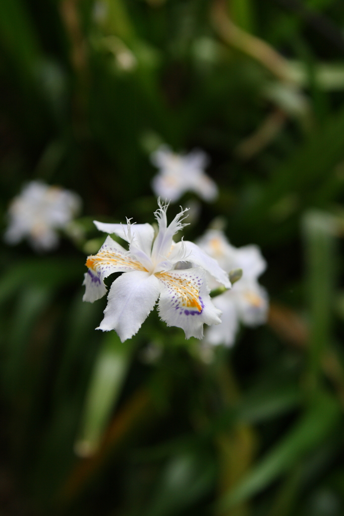 シャガの花