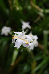 シャガの花