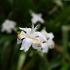 シャガの花