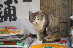 びっくらこ