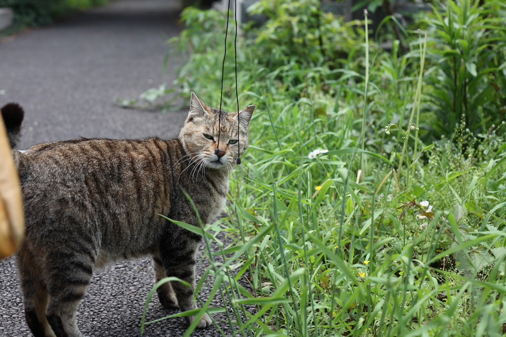 なんやうっとうしいのぅ