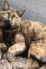 キャットショック！！