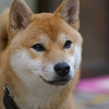 しばわんこ