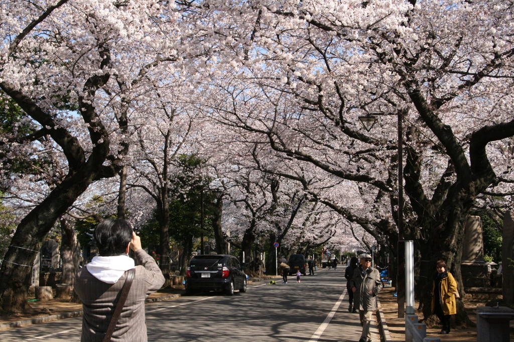 谷中も桜満開