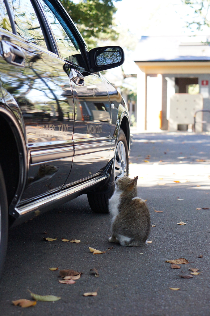 客待ち、エサ待ち