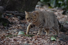 ひょっこりやってきた