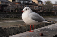 好みじゃない？