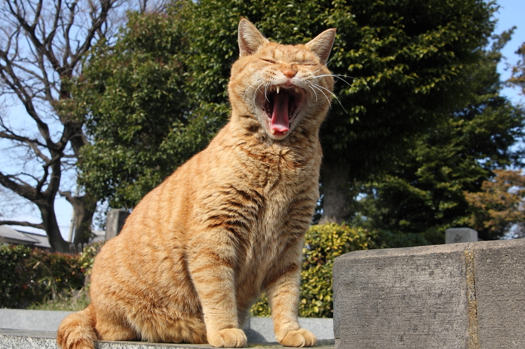 眠いわ〜