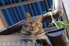 ここがいいんじゃ