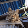 ここがいいんじゃ