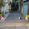 谷中の人気者