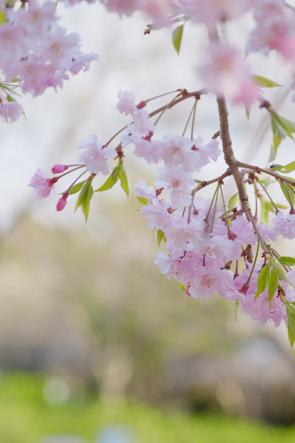 八重紅桜枝垂れ