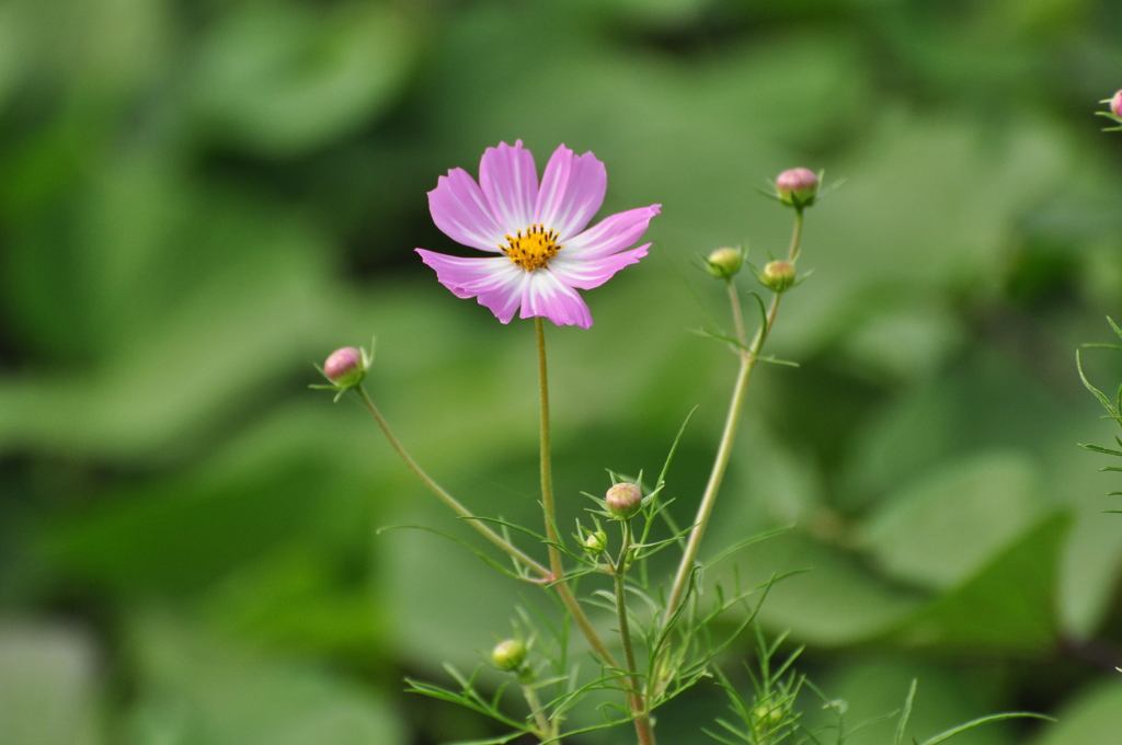 秋桜3