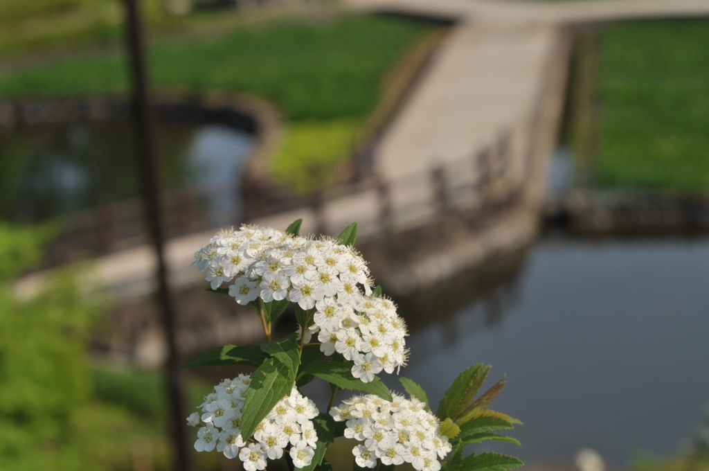 小手毬