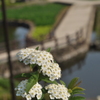 小手毬