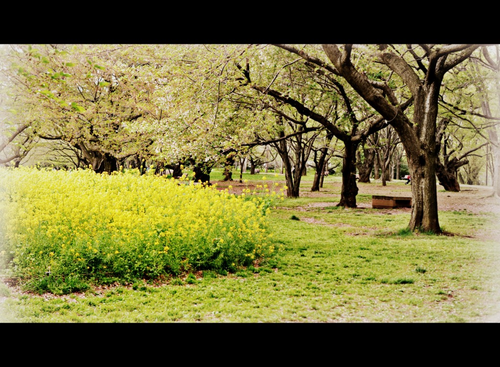 菜の花の咲く公園