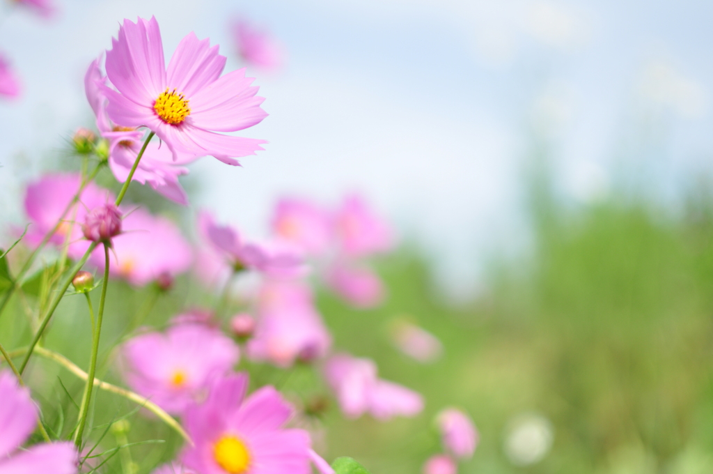 秋桜2