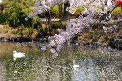 池のほとりで