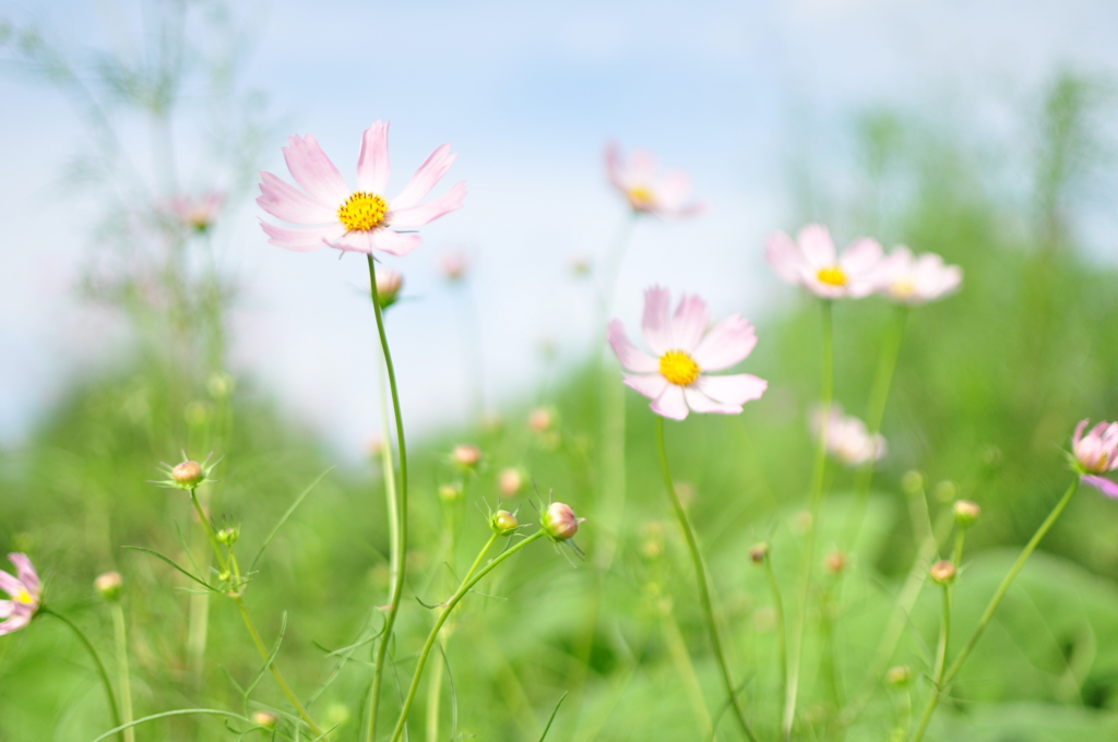 秋桜１