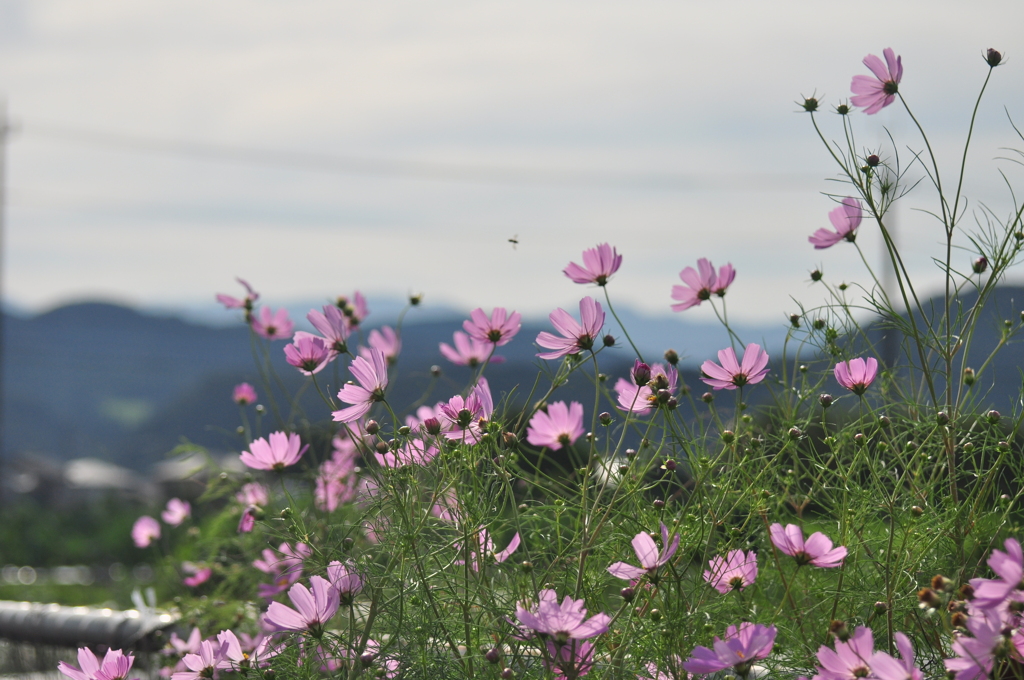 秋桜6