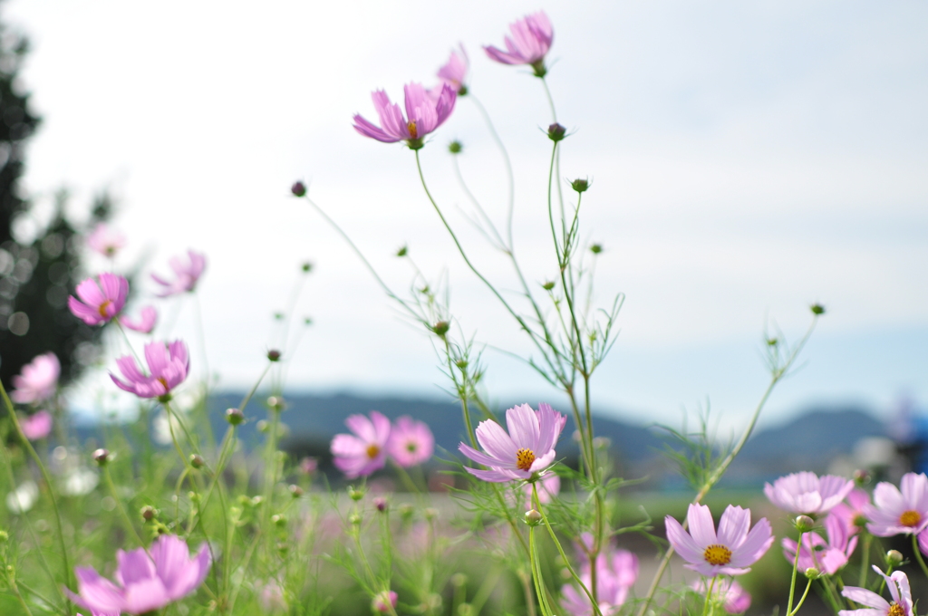 秋桜5