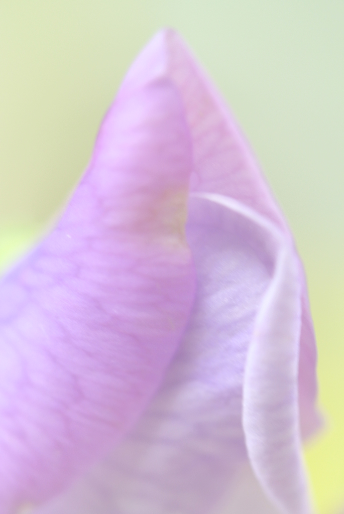 いつまでもいつまでも一緒だよって