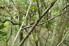 出逢えた鳥たちに感謝してー７