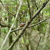 出逢えた鳥たちに感謝してー７