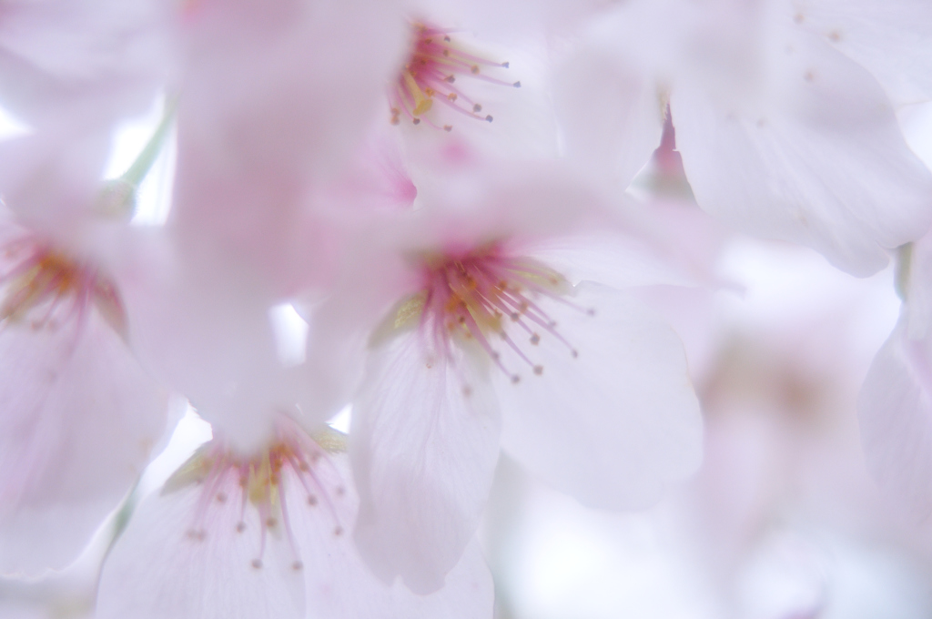 春色　公園の桜