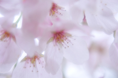 春色　公園の桜