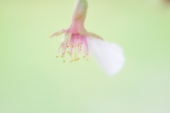 春の名残り　公園の桜