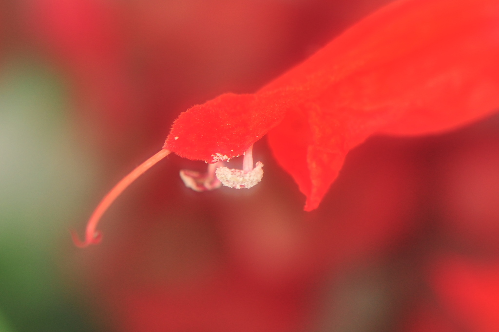 笑顔